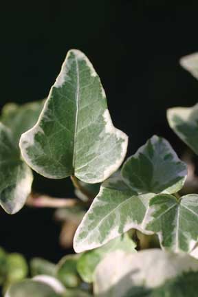 Hedera helix Eva