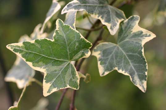 Hedera helix Gold Child