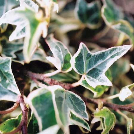 Hedera helix Lady Frances