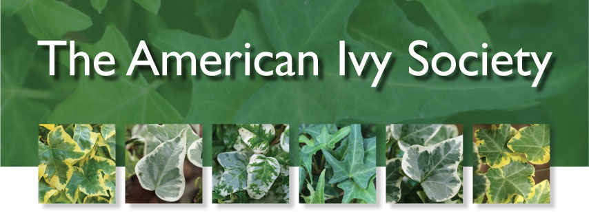 The American Ivy Society, Inc.