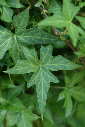 Hedera helix Ritterkreuz