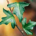 Hedera helix