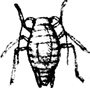 Aphid