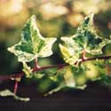 Hedera helix