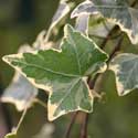 Hedera helix