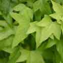 Hedera helix