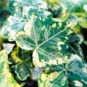Hedera helix Golden Ingot