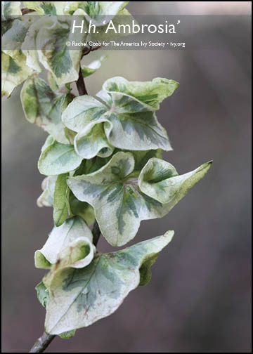 The American Ivy Society, Inc.