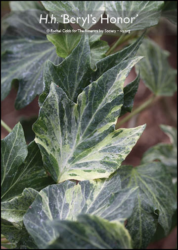 kaktusen Cereus pasacana