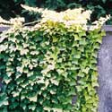 Hedera helix Buttercup