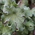 Hedera helix