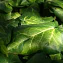 Hedera helix