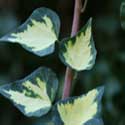 Hedera helix