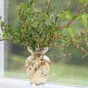 Hedera helix