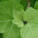 Hedera helix