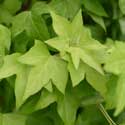 Hedera helix