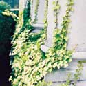 Hedera helix