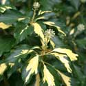 Hedera helix