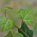 Hedera helix