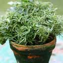 Hedera helix