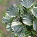 Hedera helix
