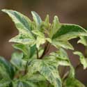 Hedera helix