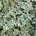 Hedera helix