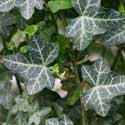 Hedera helix