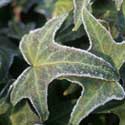 Hedera helix