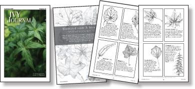 IVY JOURNAL, 2009