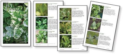 IVY JOURNAL, 2011