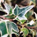 Hedera helix