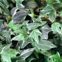Hedera helix