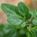 Hedera helix Shamrock