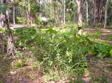 Sugar Mill Botanical Garden