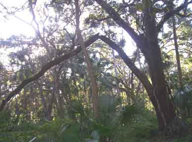 Sugar Mill Botanical Garden