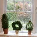 Topiary