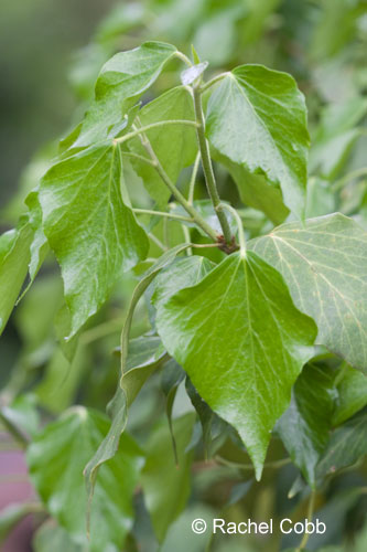 Cyrano de Bergerac ivy