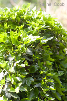 Shamrock ivy