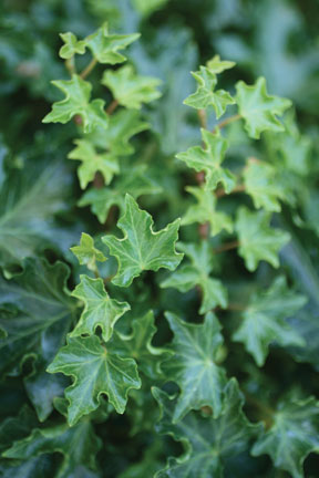 Hedera helix Ritterkreuz