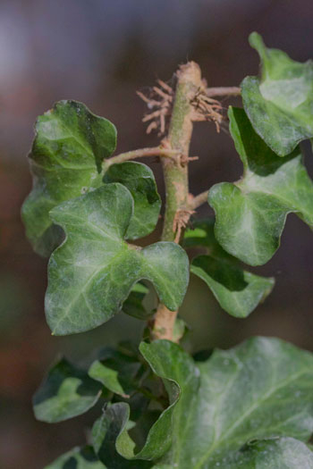 Hedera helix ‘Conglomerata’