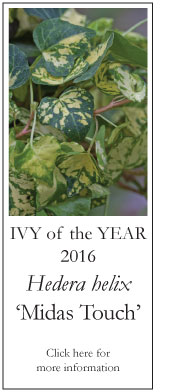 Ivy of the Year