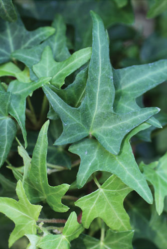 Hedera helix Ritterkreuz